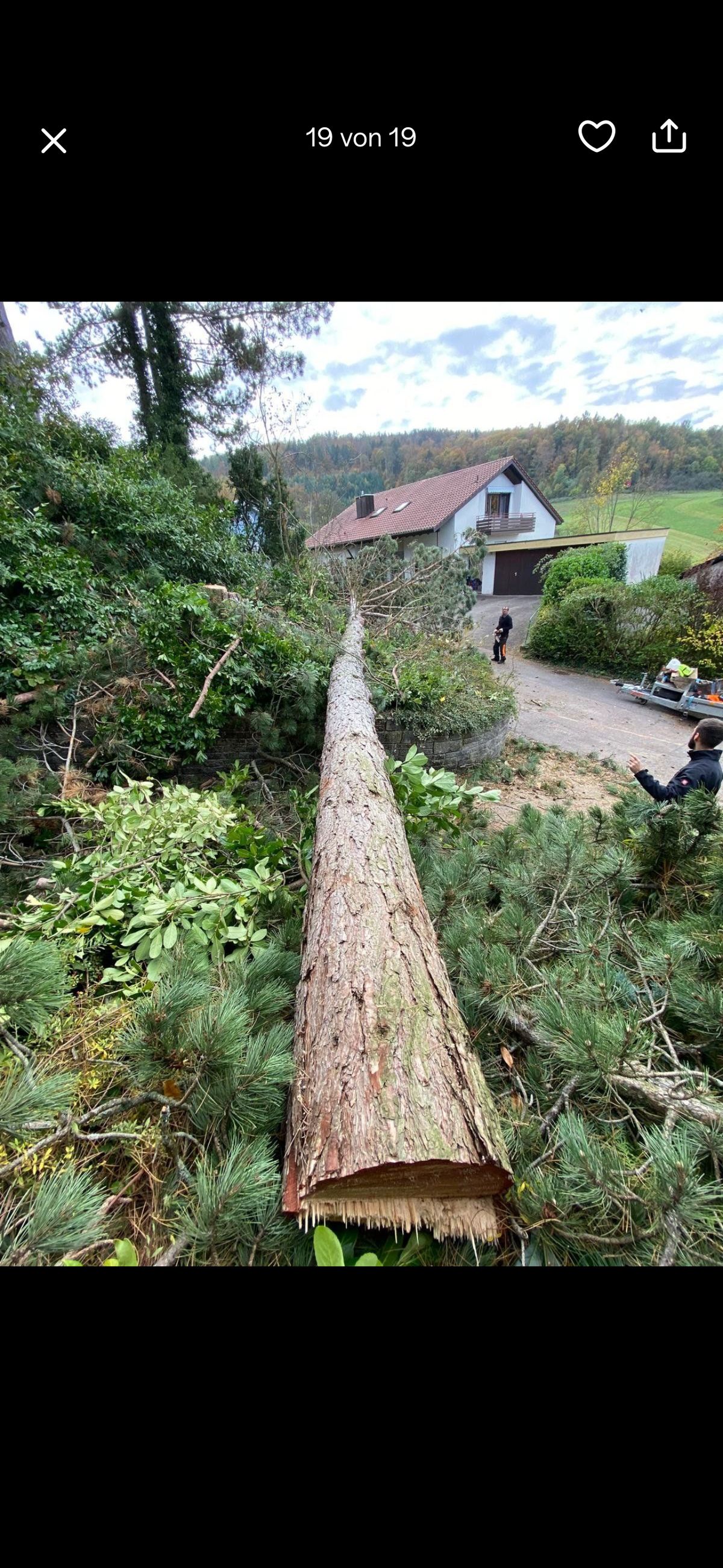 Baumfällung nach Sturmschaden